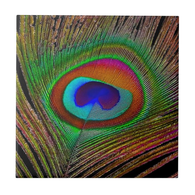 Pena de Pavão de Cobre Vibrante (Frente)