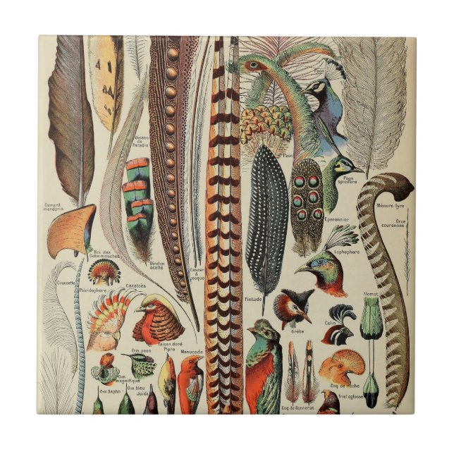 Penas Antigas de Feather Bird (Frente)