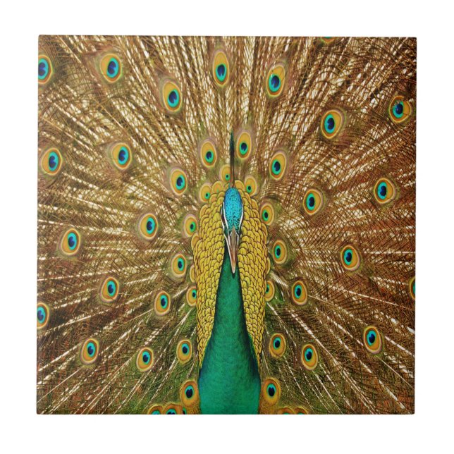Penas de aves de Peacock (Frente)