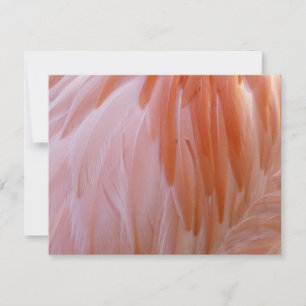 Penas de Flamingo em Tons de Rosa