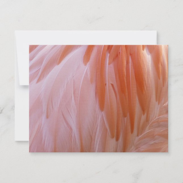 Penas de Flamingo em Tons de Rosa (Frente)