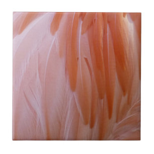 Penas de Flamingo em Tons de Rosa