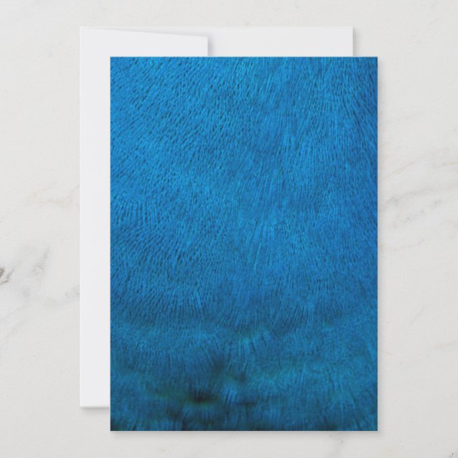 Penas de pavão azul (Frente)