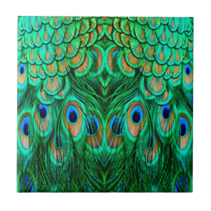 Penas de Peacock Gloriosas