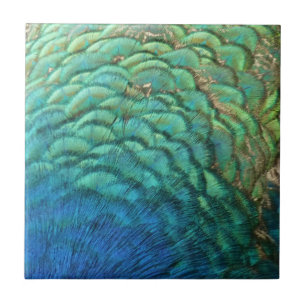 Penas de Peacock I Abstrato