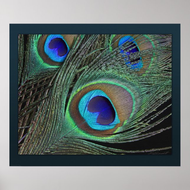 Penas de Peacock Impressão -24x20 -menor disponíve (Frente)