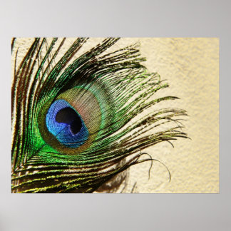 Penas de Peacock na Poster de Muro
