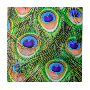 Penas de Peacock Shimmering