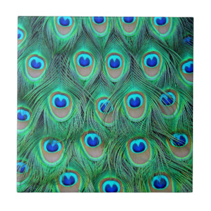 Penas de Peacock Vibrantes