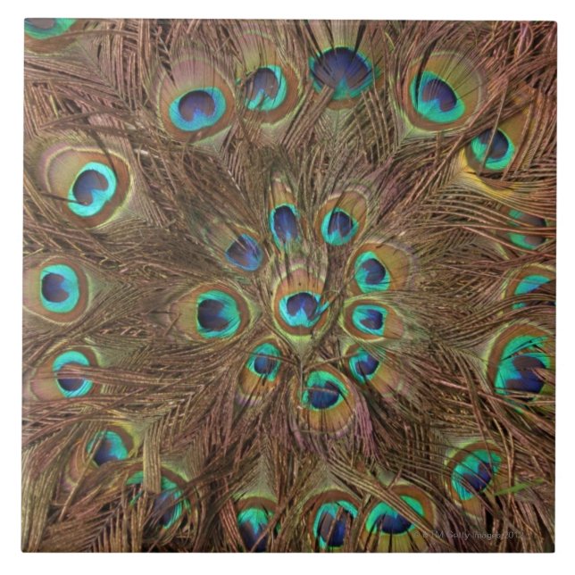 Penas do pavão (Frente)