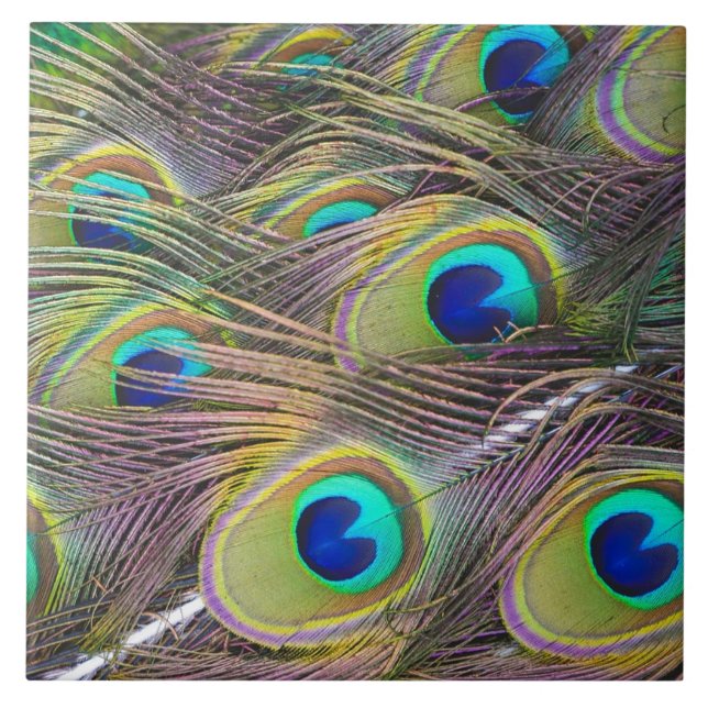 Penas do pavão (Frente)