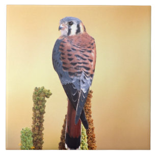 Peneireiro, Falco sparverius, Nativo dos EUA & Can