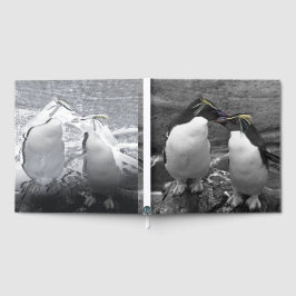 Penguin Colour Splash