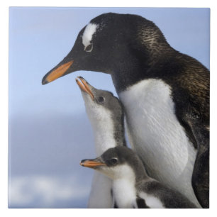 Península Antártica, Neko Harbour, Pinguim-de-gent