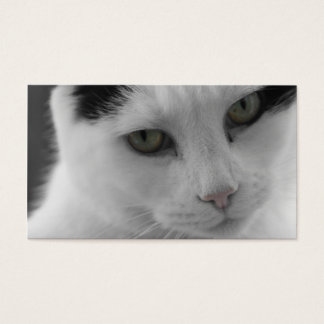 Pensamentos dos Gatos