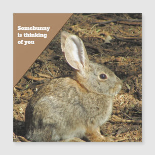 Pensando em você, Coelhinho Castanho Foto Natureza