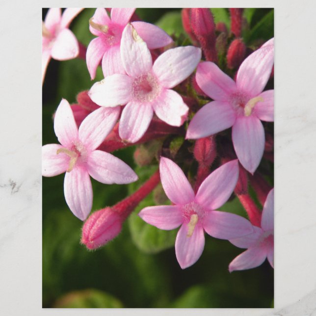 Pentas (Frente)