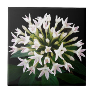 Pentas Branca