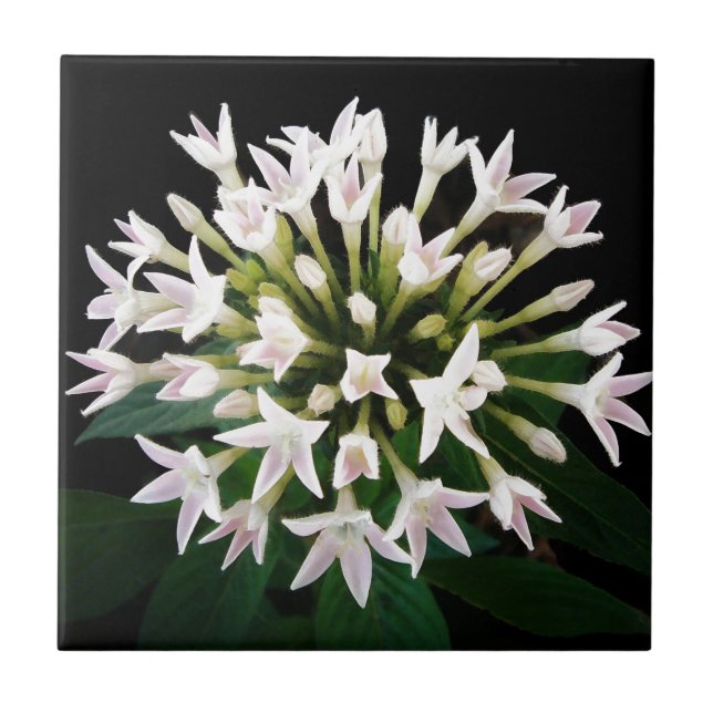 Pentas Branca (Frente)