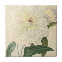 Peônia branca botânica do vintage