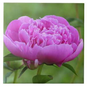 Peônia cor-de-rosa