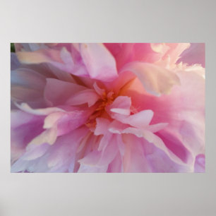 Peônia Peachy-Cor-de-rosa fantástica: Impressão