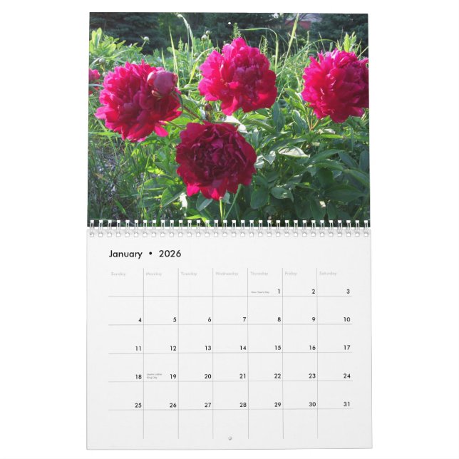 Peônias 2015 flores do calendário (Jan 2026)