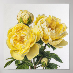 Peônias amarelas Impressão de arte floral