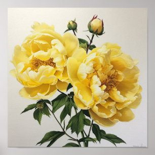 Peônias amarelas Impressão de arte floral