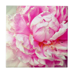 Pêonias brancas e rosa