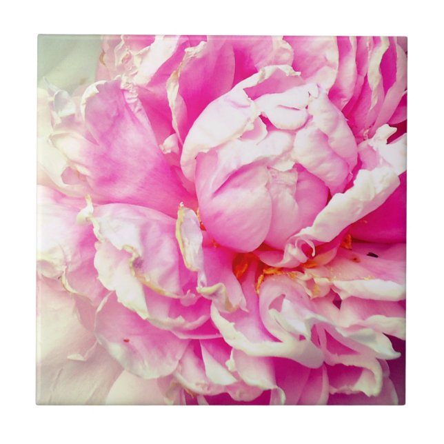 Pêonias brancas e rosa (Frente)