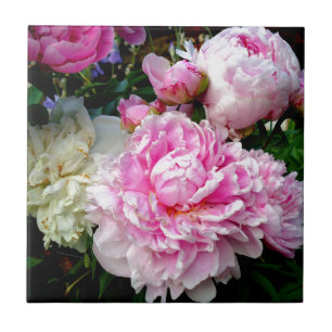 Pêonias brancas e rosa