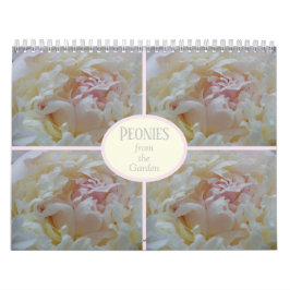 Peônias de calendário do meu jardim