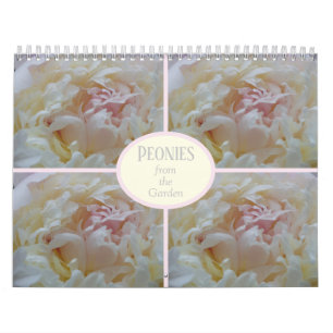 Peônias de calendário do meu jardim
