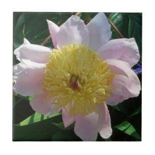 Peônias Rosa e Amarela Belas Flores
