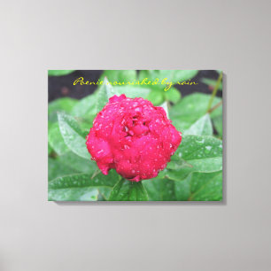 Peonie após canvas da chuva