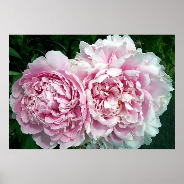 Peony 2 Poster (Frente)