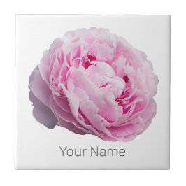 Peony Blossom Rosa Para Flor E Lover De Jardim