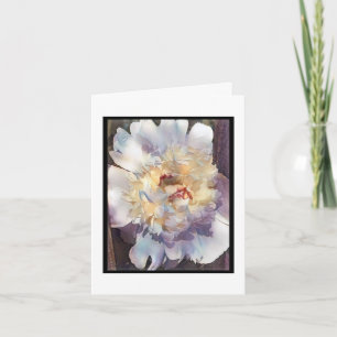Peony branco duplo com bordas cor-de-rosa Cartão 