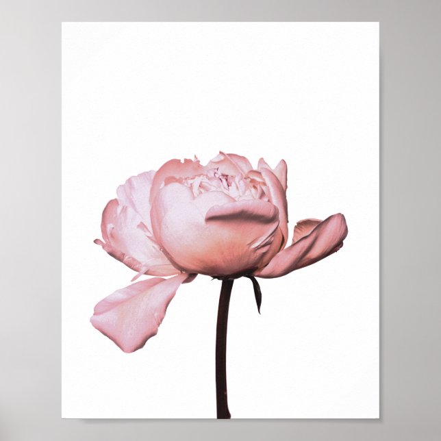 Peony Flower Floral Poster (Frente)
