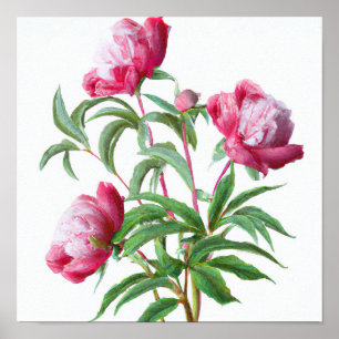 Peony Flowers Impressão