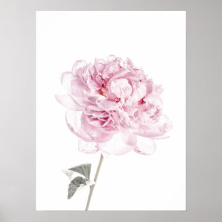 Peony Impressão Peony Wall Art Fine Art Fotografia