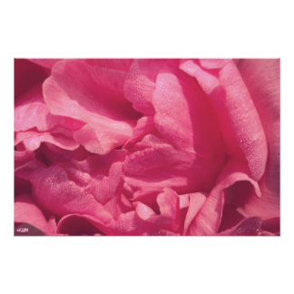 Peony Petals Foto Alargamento
