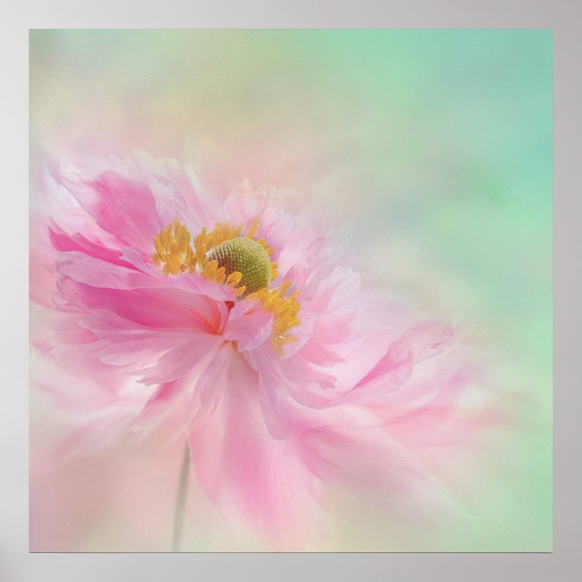 Peony Poster (Frente)