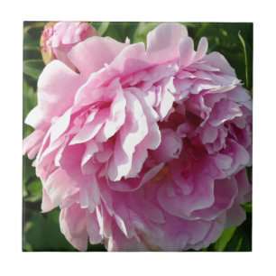 Peony Rosa quintal Jardim Florestal