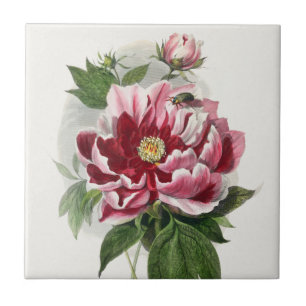 Peony Rosa vintage botânica wall art