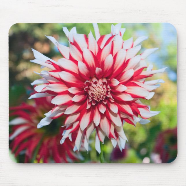 Peppermint Dahlia Mousepad (Frente)