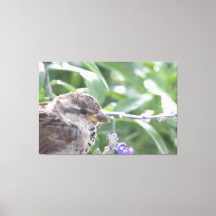 Pequena Canvas