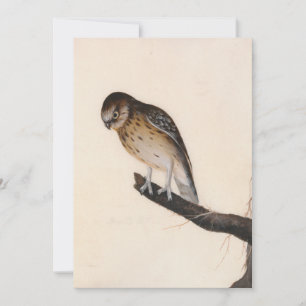 Pequena Coruja   William Lewin