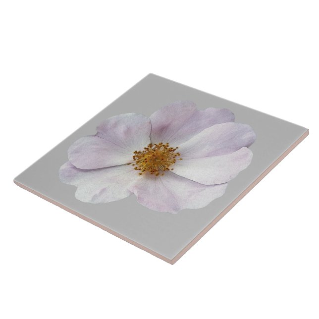 Pequena flor rosa (Lateral)